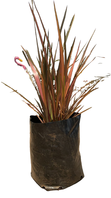 Phormium Tenax  (Flamingo) - 10L