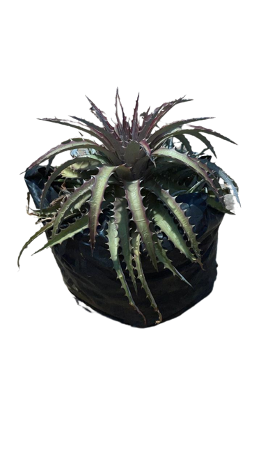 Dyckia Orange -2.5L