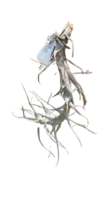Tillandsia Air Plant - Ionantha Clump