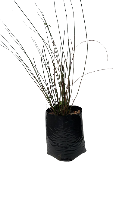 Chondropetalum 10L