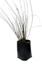 Chondropetalum 10L