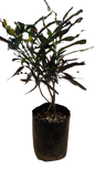 Codiaeum (Croton) Various 5L
