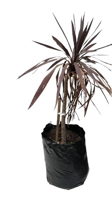 Cordyline Red 20L