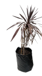Cordyline Red 20L