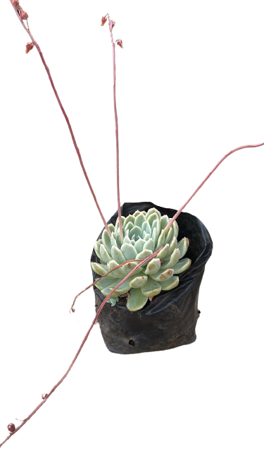 Echeveria blue Elegance 4L