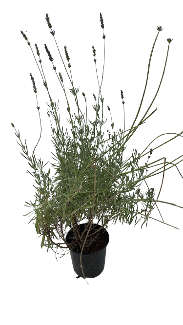 English Lavender Pot 15cm