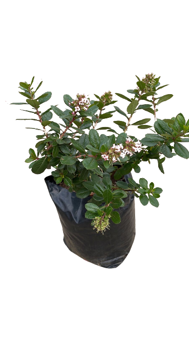 Escallonia Pink Princess 10L