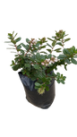Escallonia Pink Princess 10L