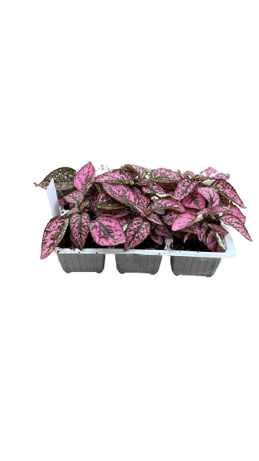 Hypoestes Phyllostachya 6 Pack Seedling Tray