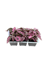 Hypoestes Phyllostachya 6 Pack Seedling Tray
