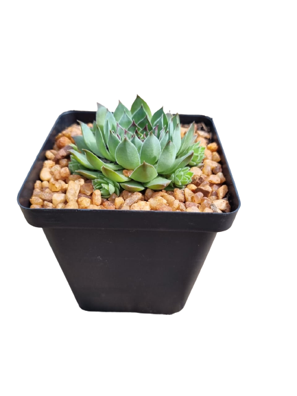 Echeveria 10cm Square