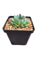 Echeveria 10cm Square