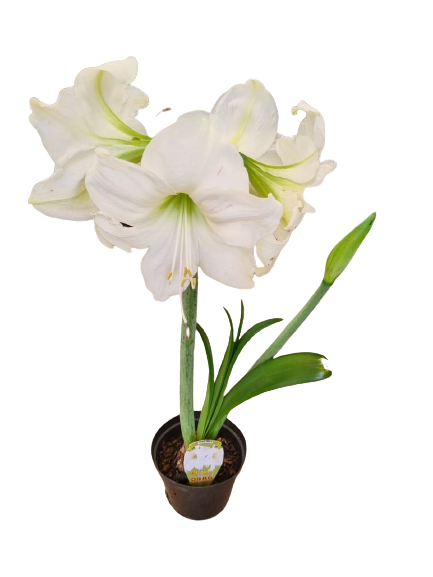 Amaryllis 'Hippeastrum hybrid' Assorted 15cm