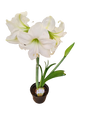 Amaryllis 'Hippeastrum hybrid' Assorted 15cm