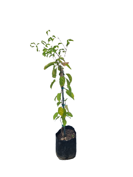 Pyrostegia Venusta (Golden Trumpet Vine) 10L