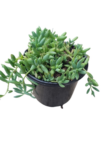 Senecio String of Bananas 12cm