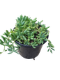 Senecio String of Bananas 12cm