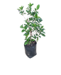 Viburnum odoratissima sinensis - 20L