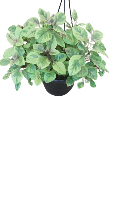Plectranthus Assorted 20 Hanging Basket