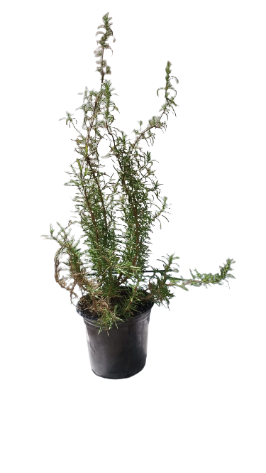 Rosemary Pot