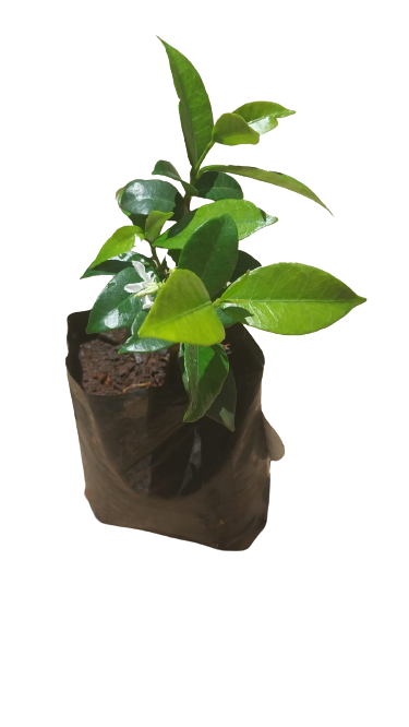 Trachelospermum Jasminoides (Star Jasmine) - 2L