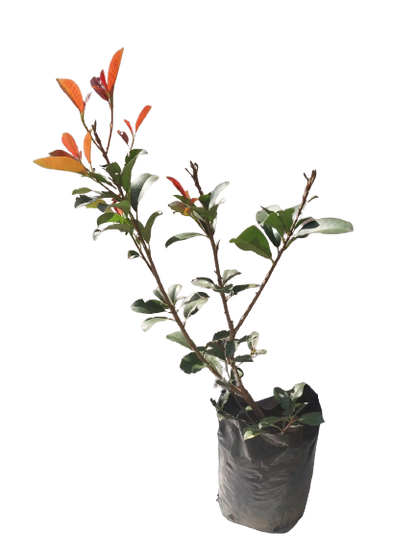 Photenia Glabra - Red Robin 10L /20L