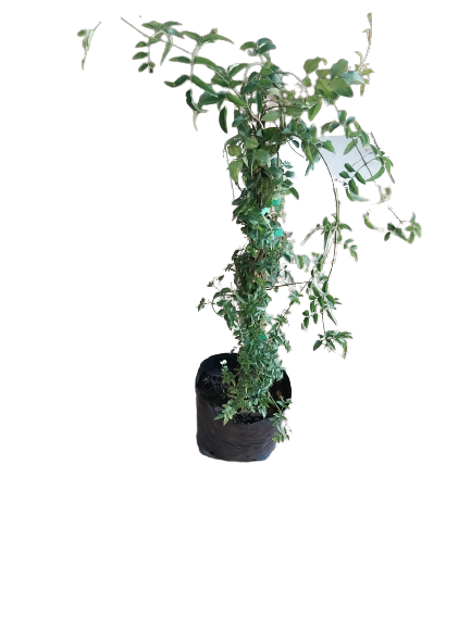Jasminum Polyanthum Stake 5L