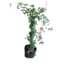 Jasminum Polyanthum Stake 5L