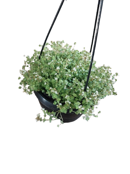 Sedum Little Master Hanging Bowl 15cm