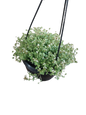 Sedum Little Master Hanging Bowl 15cm
