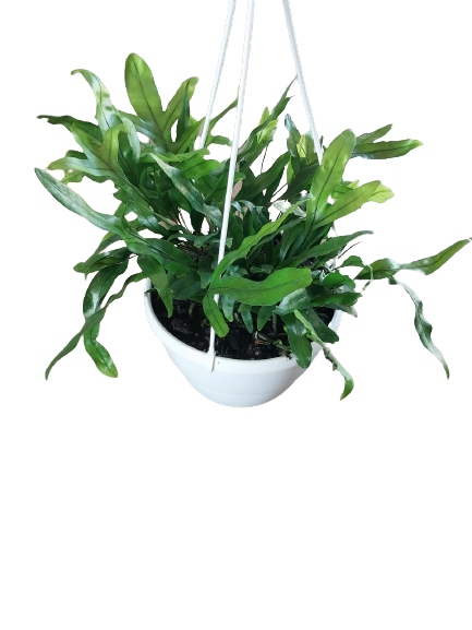 Kangaroo Fern Hanging Bassket