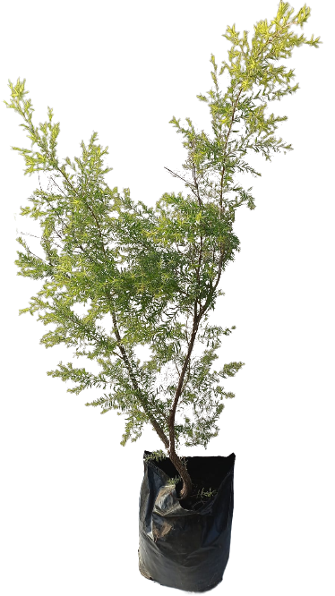 Melaleuca bracteata (Johannesburg Gold) -Various Sizes