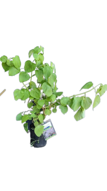 Wild Ginger Bush 19cm