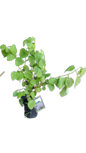 Wild Ginger Bush 19cm