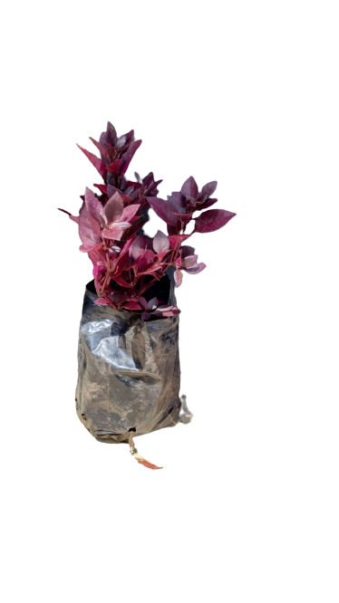 Alternanthera 1L
