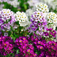 Allysum 6 Pack Seedling Tray (Various Colours)