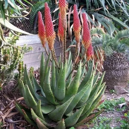 Aloe Aculeata - 10L