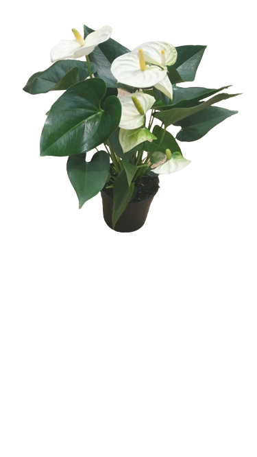 Anthurium 14cm