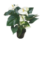 Anthurium 14cm