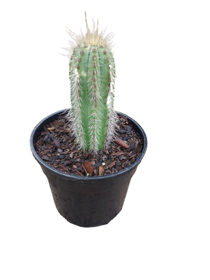 Assorted Cactus 15cm