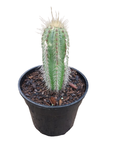 Assorted Cactus 15cm