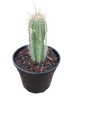 Assorted Cactus 15cm