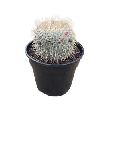 Assorted Cactus 15cm