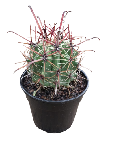 Assorted Cactus 15cm