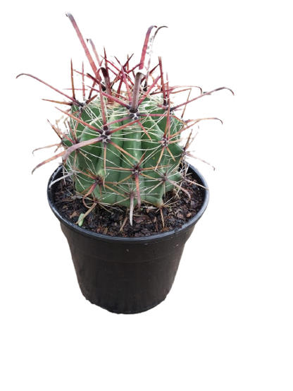 Assorted Cactus 15cm