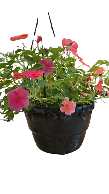 Impatient Walleriana 'Beacon' 20 cm HB