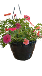 Impatient Walleriana 'Beacon' 20 cm HB