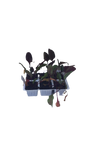 Beetroot 6 Pack Seedling Tray