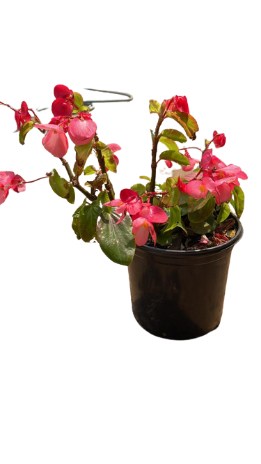 Begonia Dragon Wing Various 17cm