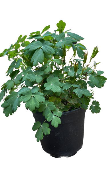Aquilegia Vulgaris 'Early Bird' Assorted 17cm